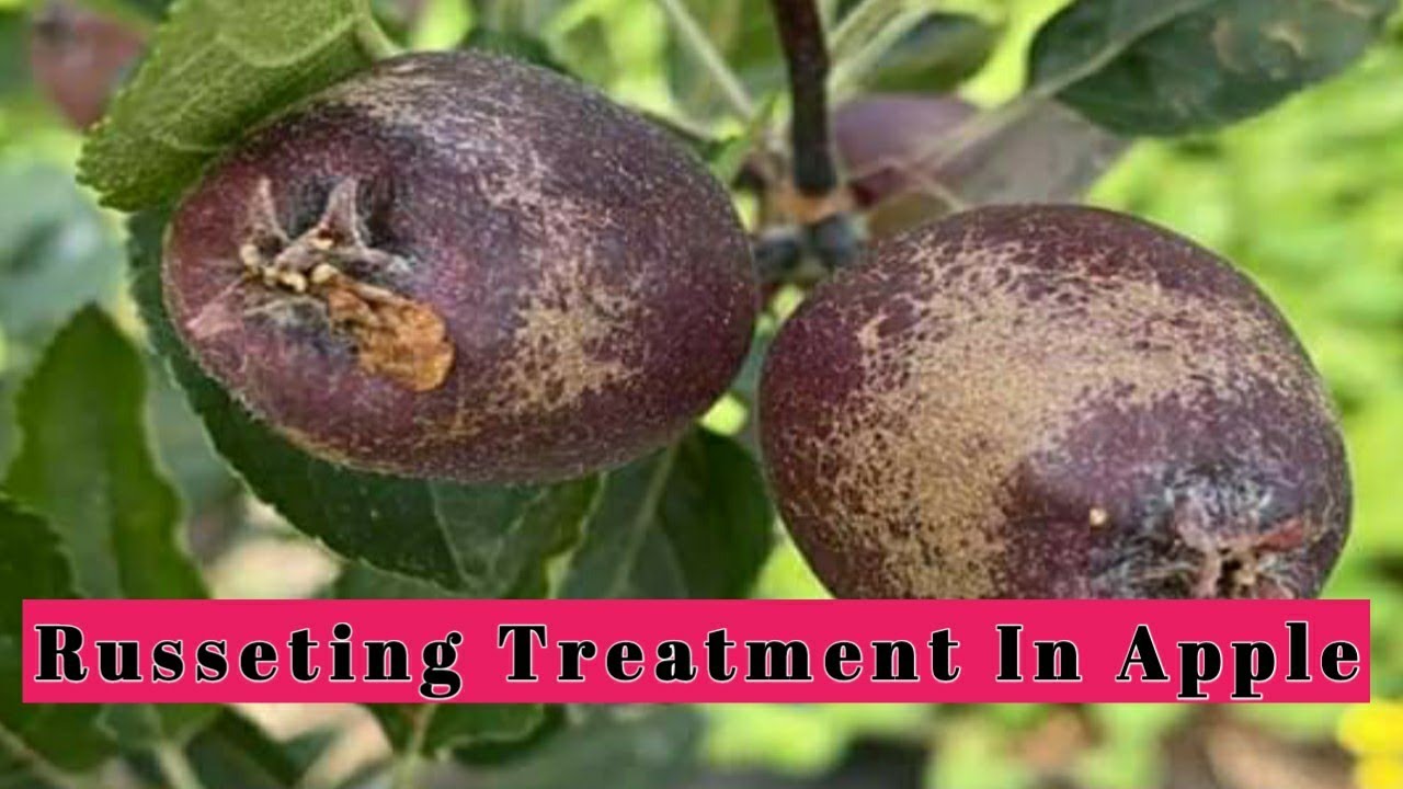 Russeting Treatment in Apple Fruits ||Himalayan Farming|| Live Updates