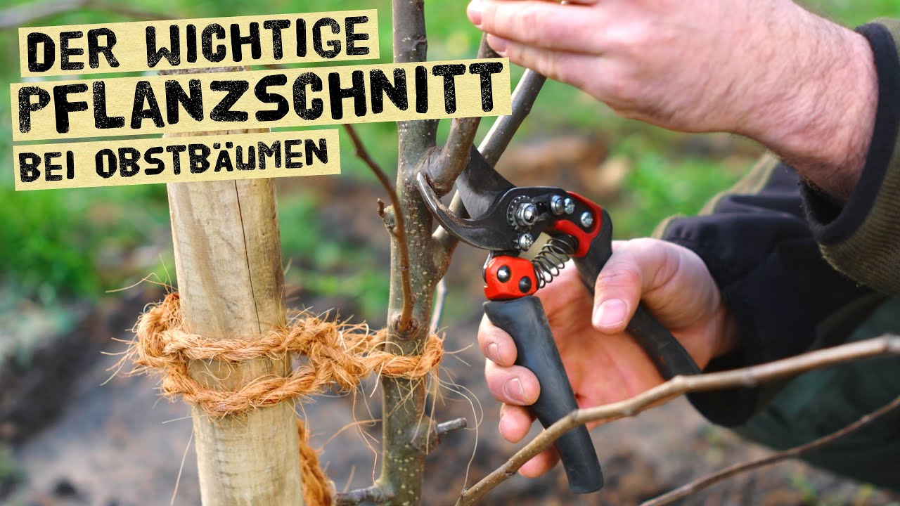 Gärtner erklärt den Pflanzschnitt bei Obstbäumen - Schnitt nach der Pflanzung mit vielen Beispielen.
