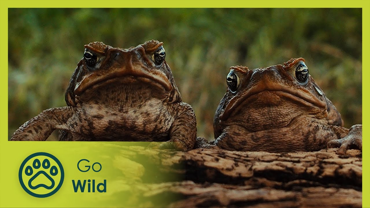 Cane Toads - Go Wild