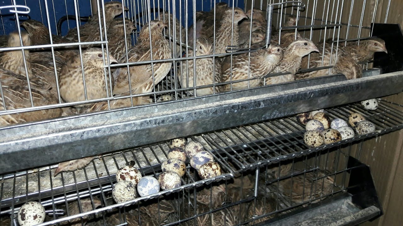 MINHA CRIAÇÃO DE CODORNA COTURNIX JAPONICA 26/08/2017