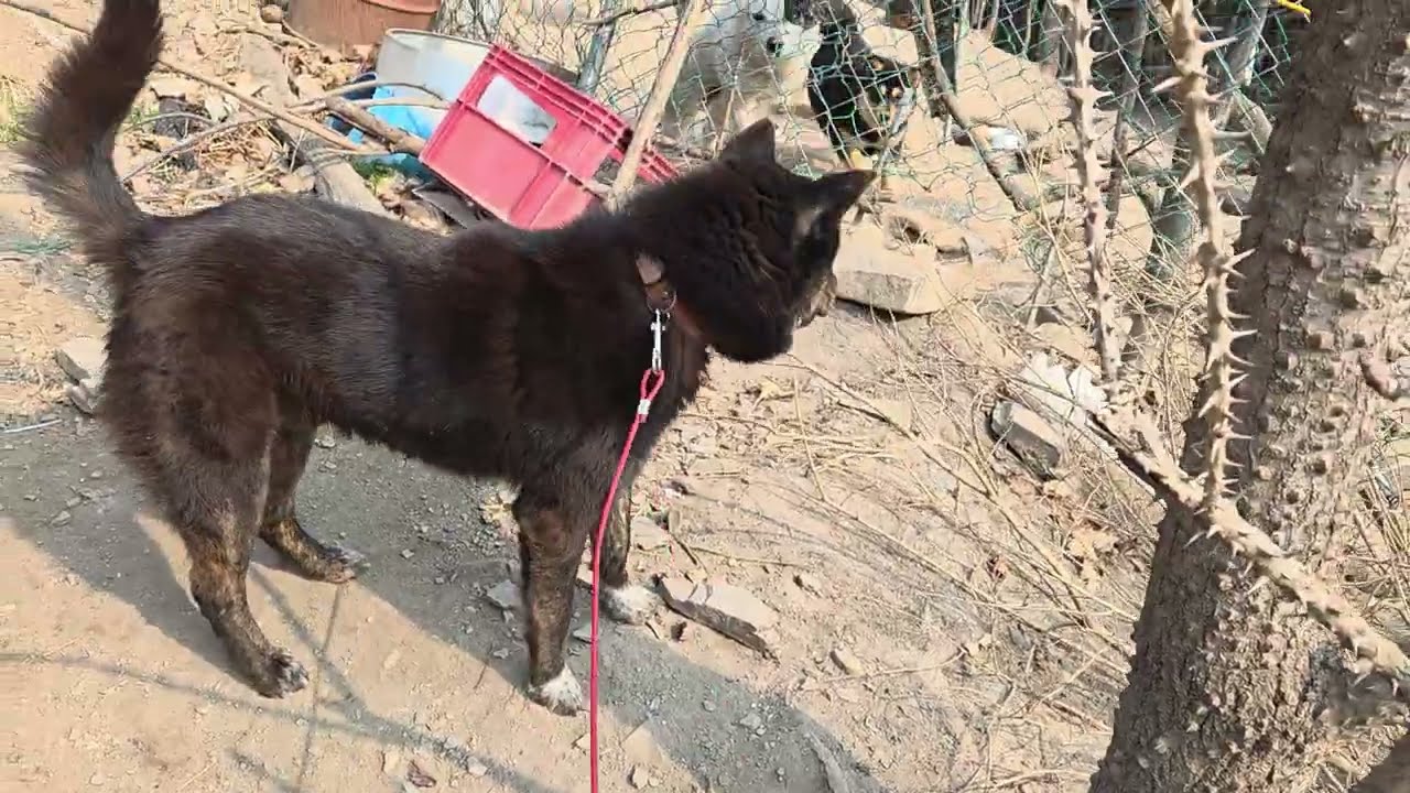 블랙 +호피 대백이 오랜만 입니다 ^^Korean Jindo Dog. 