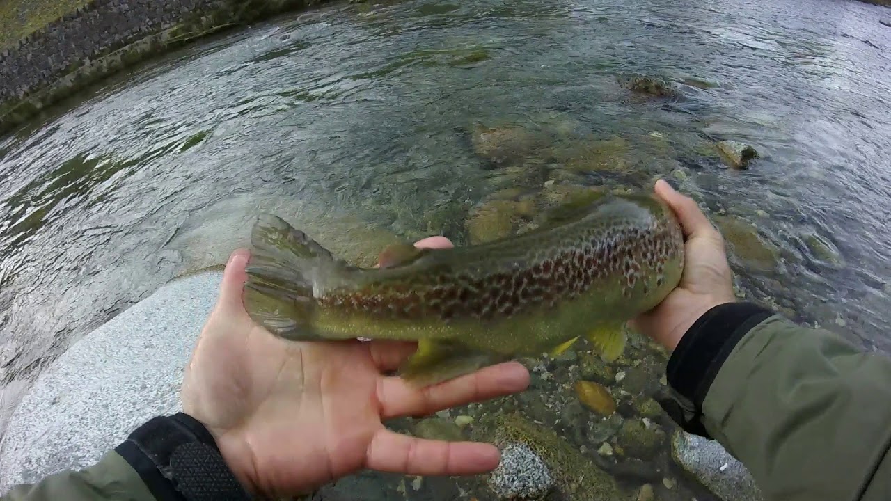 Pesca alla trota in ottobre - Riserva Isol r6 Alto Sarca. Spinning
