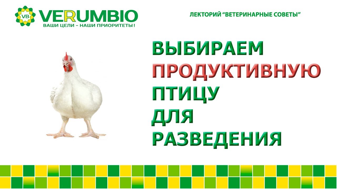 Выбираем продуктивную птицу для разведения