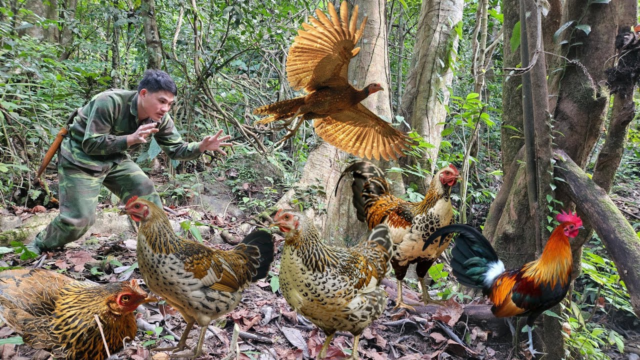 Trapping a wild hen and its unexpected escape from the trap | Survival Skills | Part 1