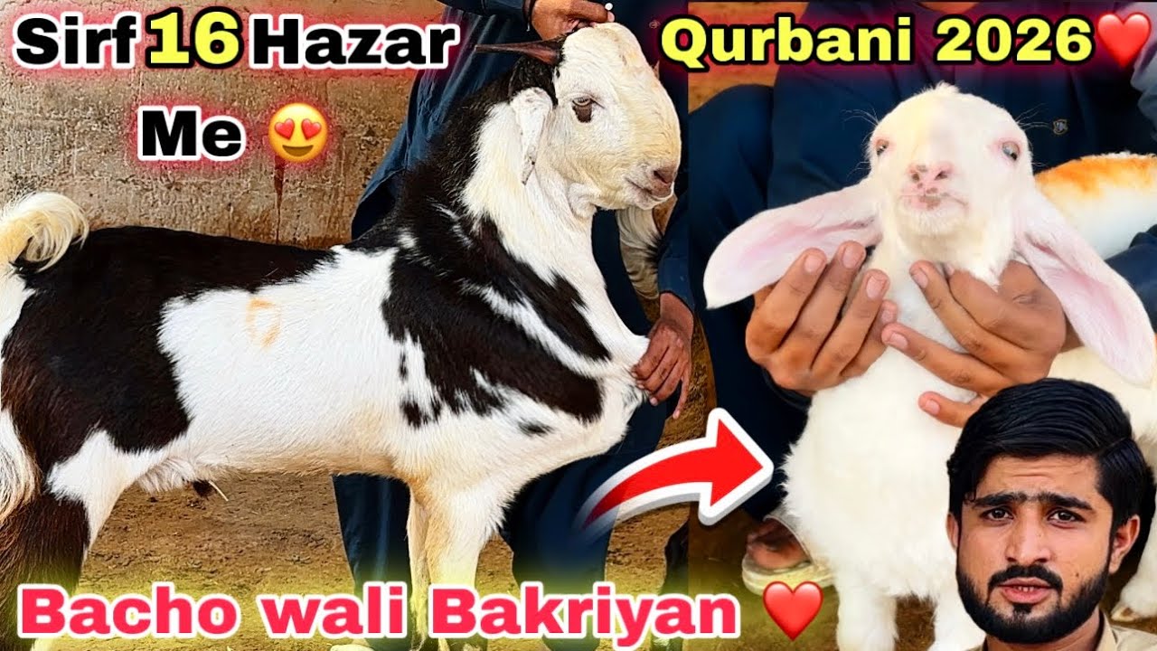Karachi Ki Sab Se Sasti Bakra Mandi 🚨 Gul Goat Farm Ne Sindhi Hotel Bakra Mandi Se Bhe Sasti Mandi 