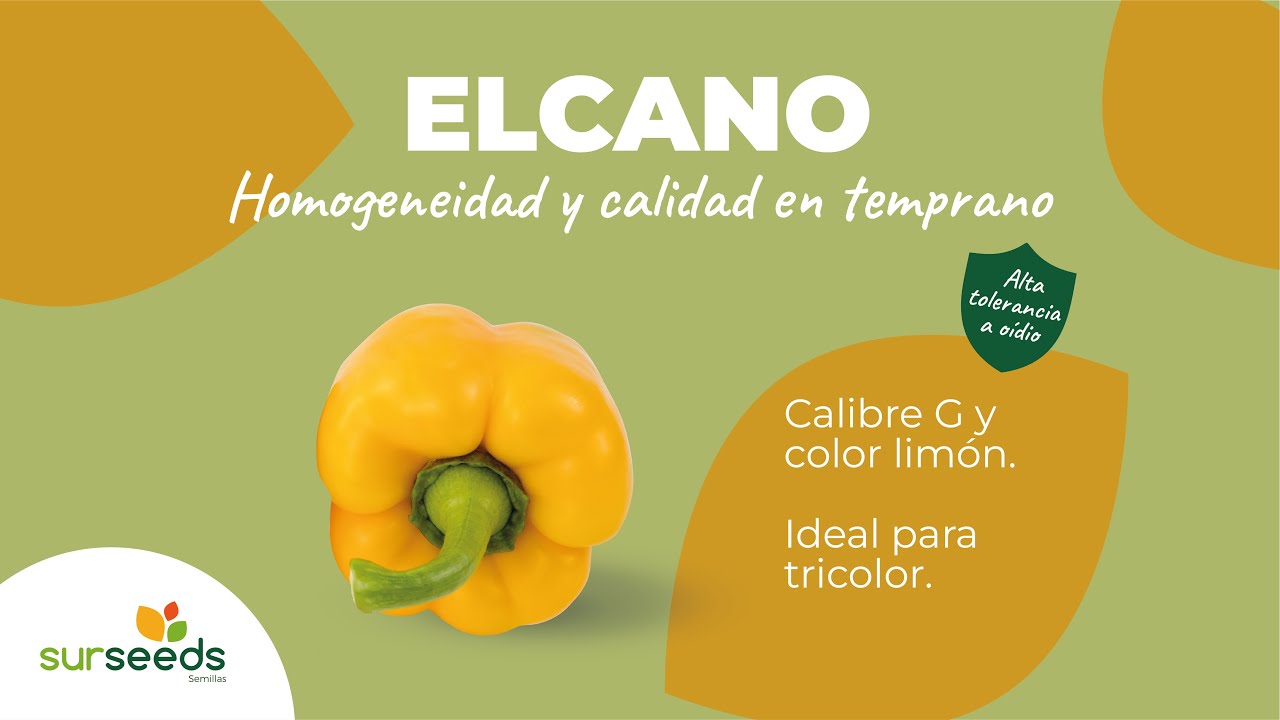 Elcano, homogeneidad y calidad en pimiento california temprano
