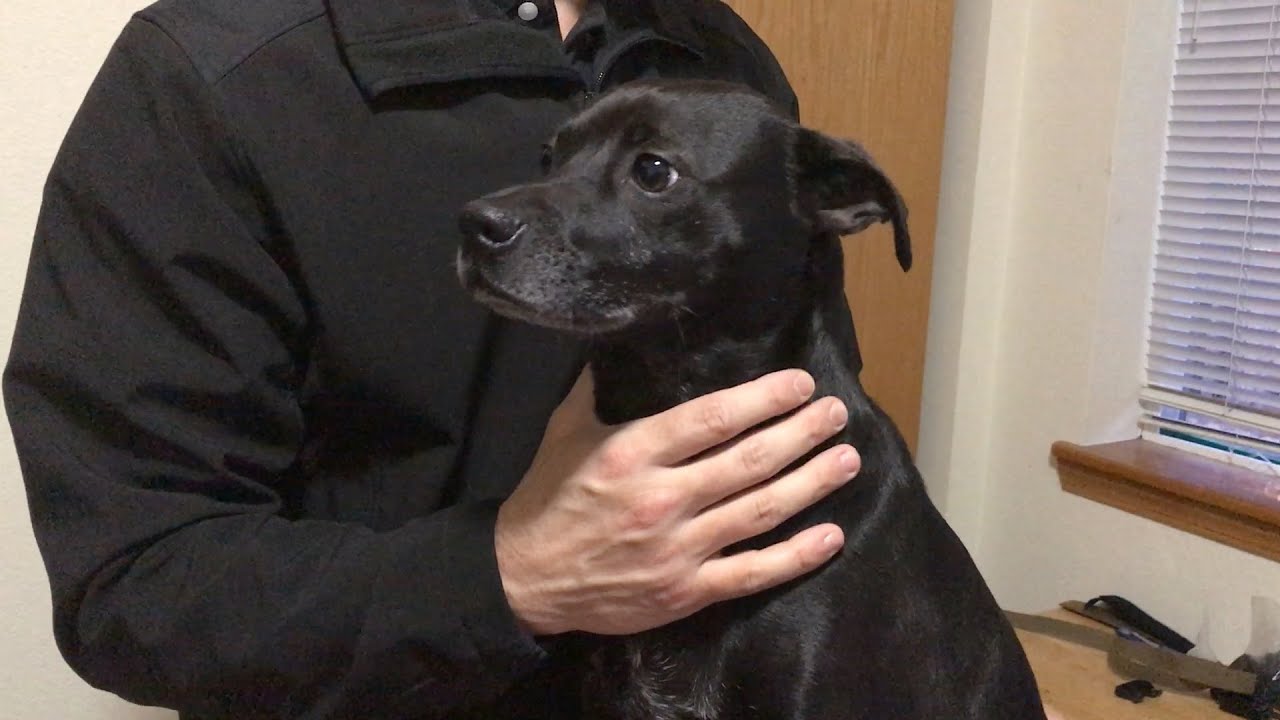 Miles Tactical Dog Collar Measure for Correct Sizing and Adjusting