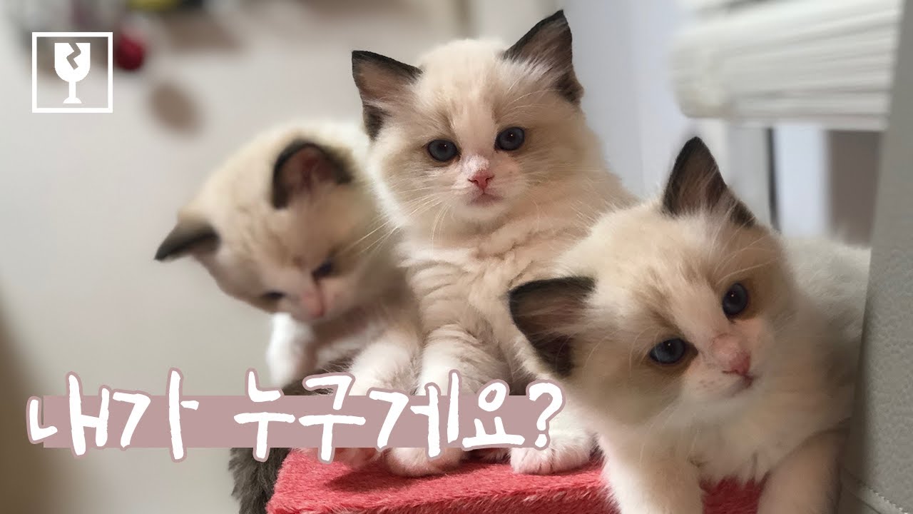 다섯 쌍둥이 아기 고양이 구분법