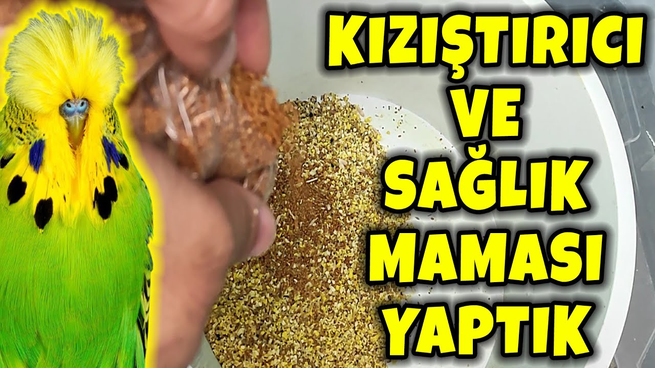 KIZIŞTIRICI VE SAĞLIK MAMASI YAPTIK ! MUHABBET KUŞU ' NUZ BAYILACAK