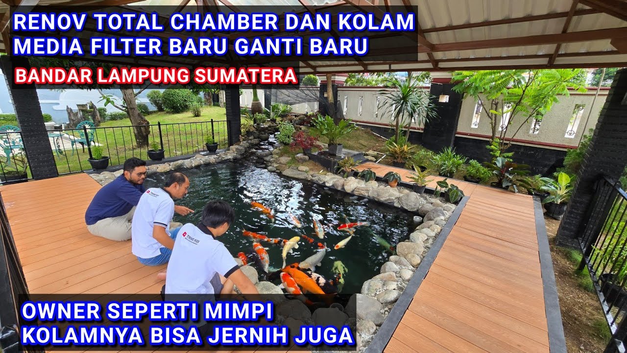 BELIAU SEPERTI MIMPI KOLAM KOI NYA BISA JERNIH | RENOV KOLAM KOI DI BANDAR LAMPUNG SUMATERA