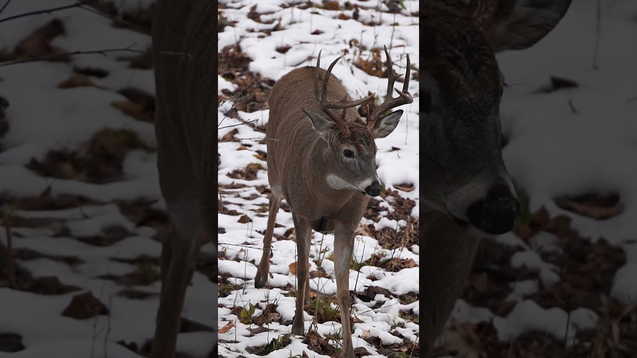 A hunt full of grit, heart, and pursuing elusive bucks. #VortexNation #VortexOptics #VortexHunts
