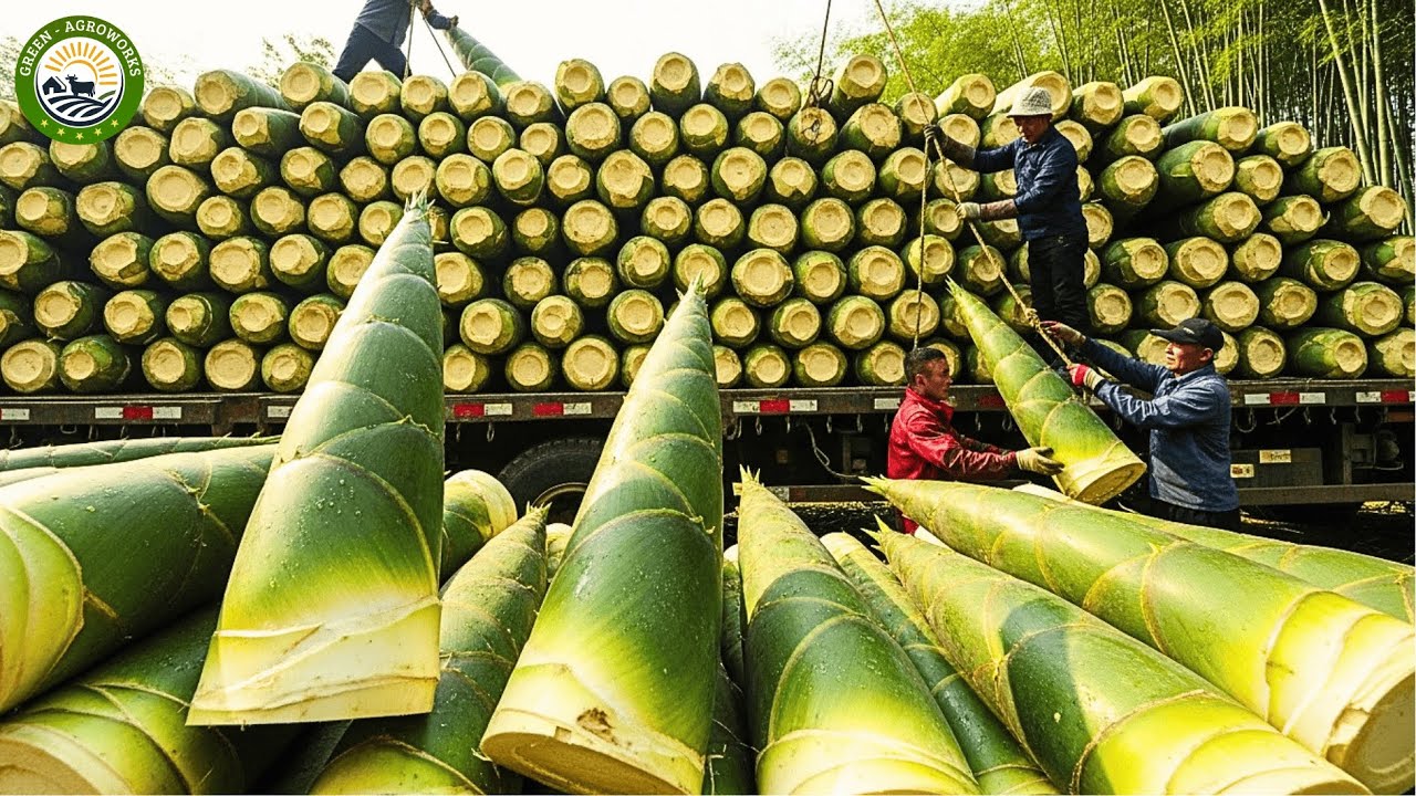 How Millions of Green Bamboo Shoots Are Grown & Processed - Inside  Bamboo Shoot Harvesting Industry