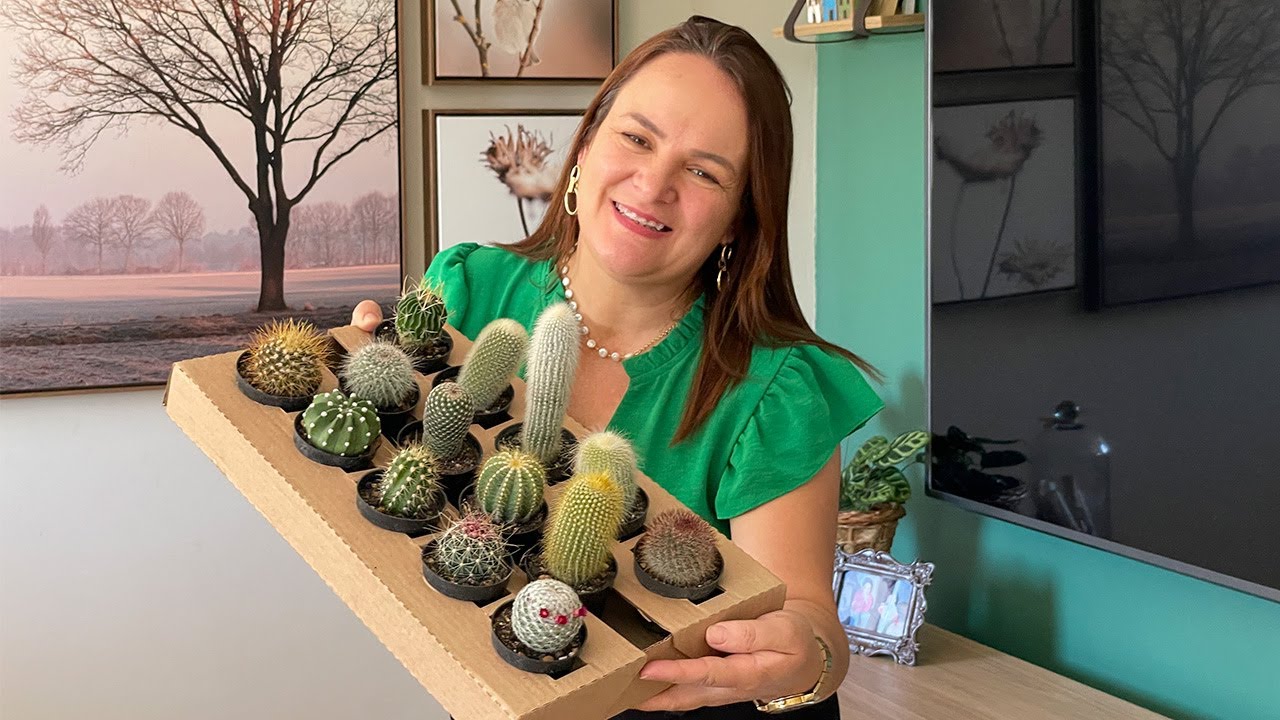 Cactos em Casa: Truques e Dicas para Iniciantes