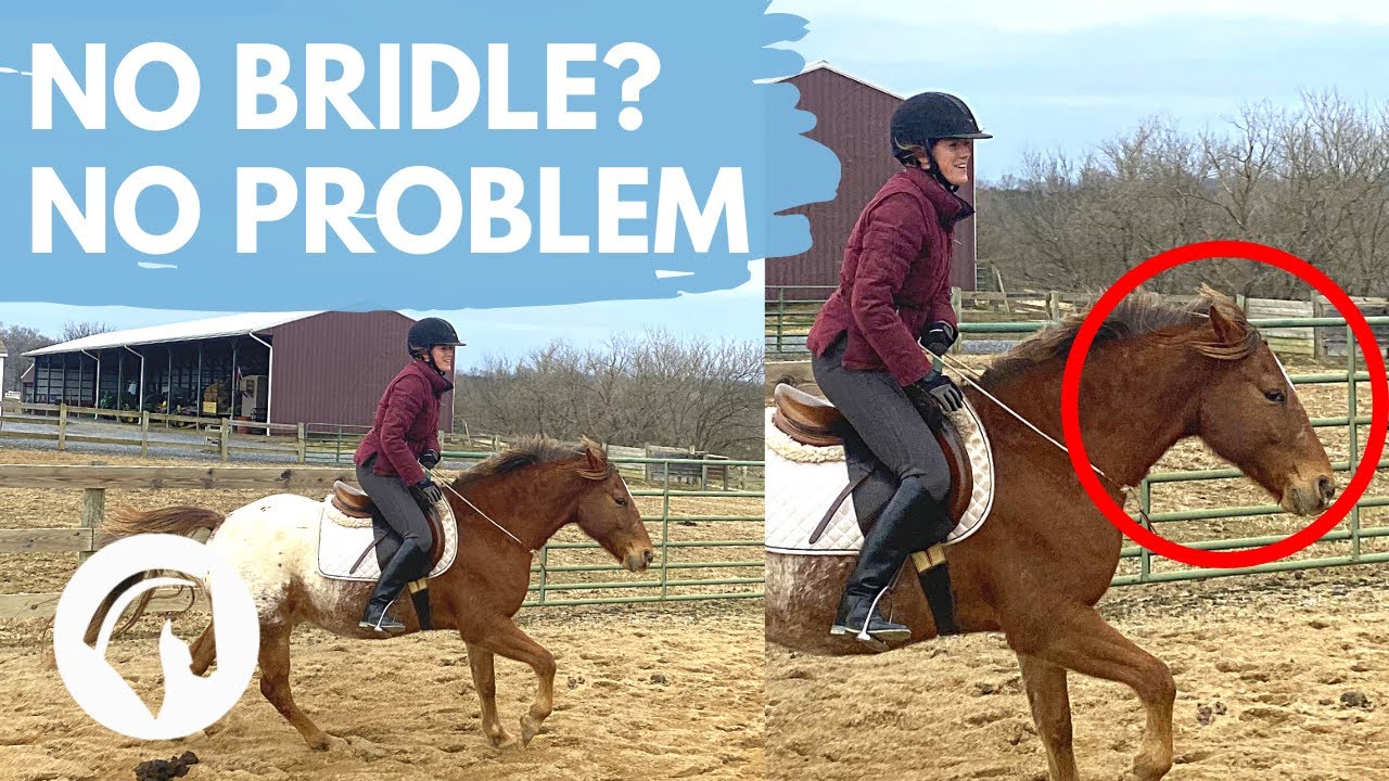 Part 2: HOW TO RIDE A HORSE WITHOUT A BRIDLE