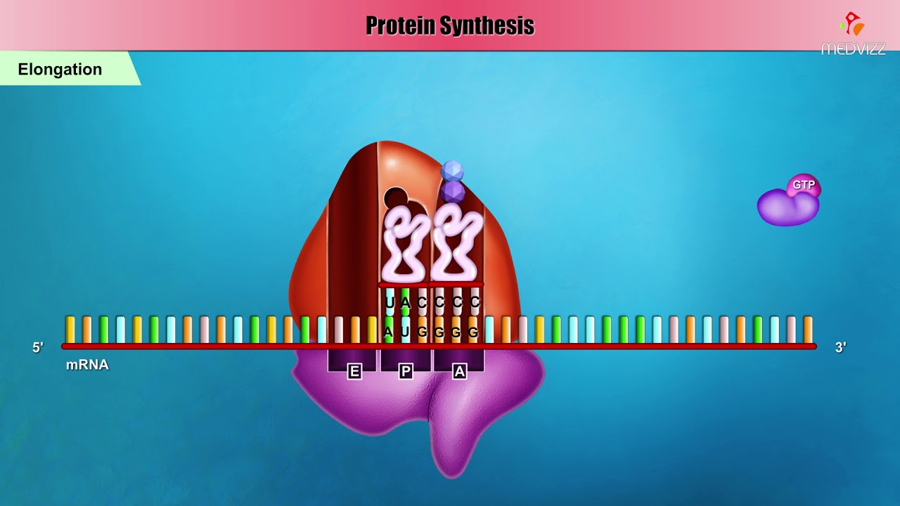 Bacterial Protein synthesis Animation - Initiation, Elongation and Termination