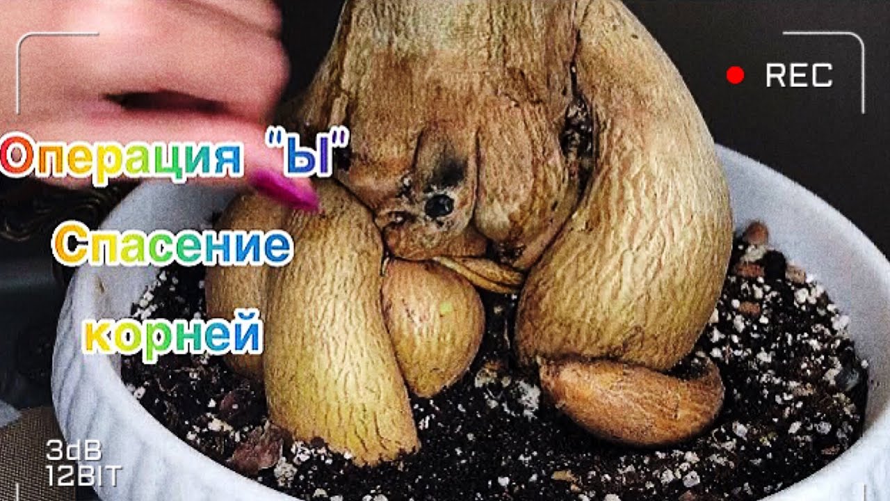 Адениум. Операция“Ы” Спасение