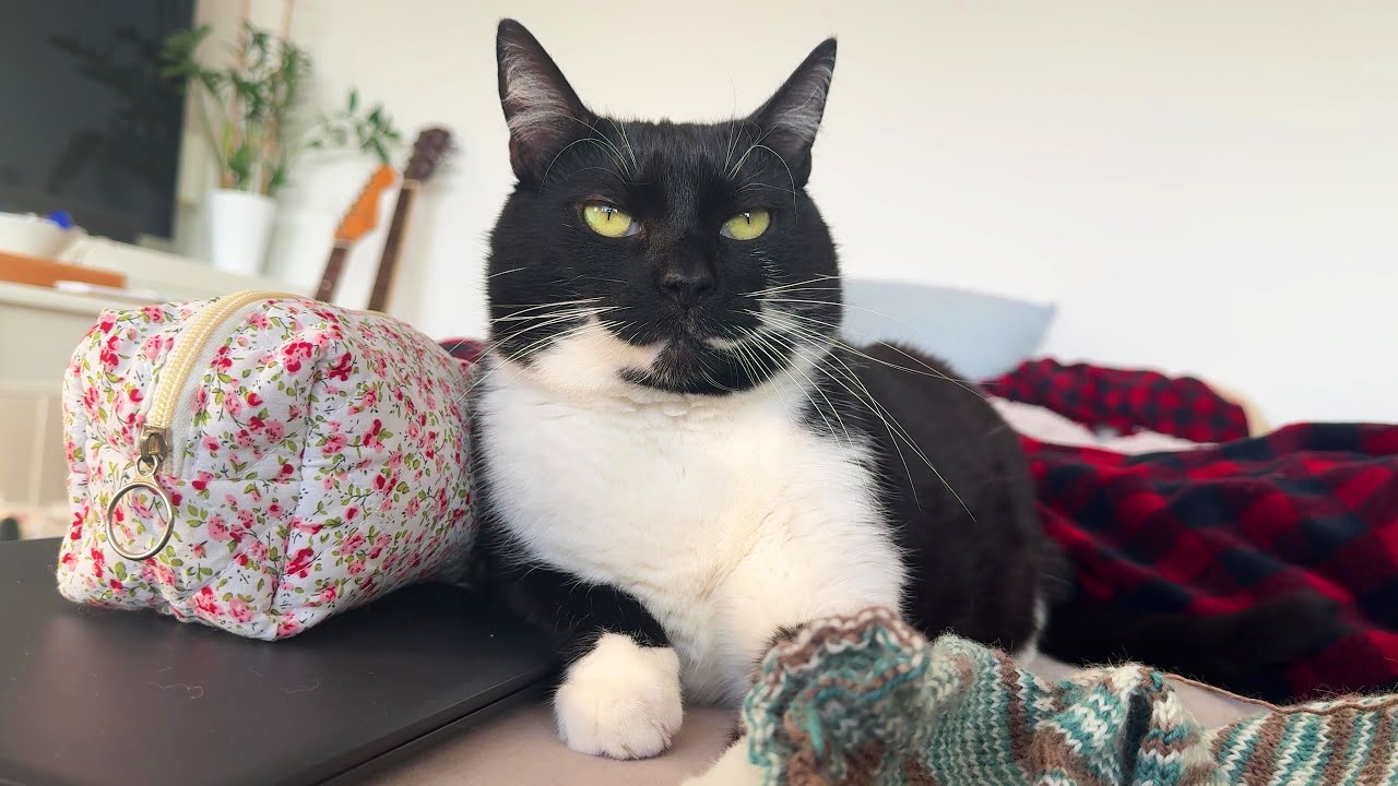 Trying to get my sock back from this distinguished gentlecat