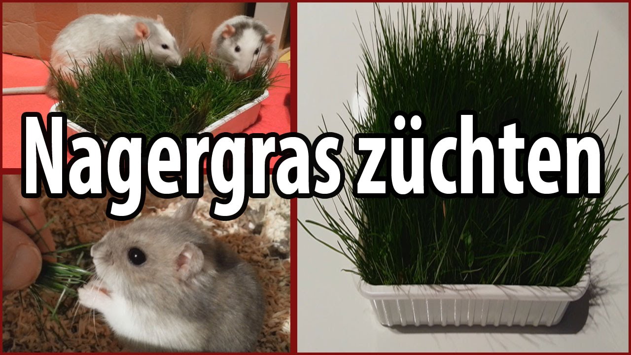 Nagergras züchten + Test an Ratten und Hamster