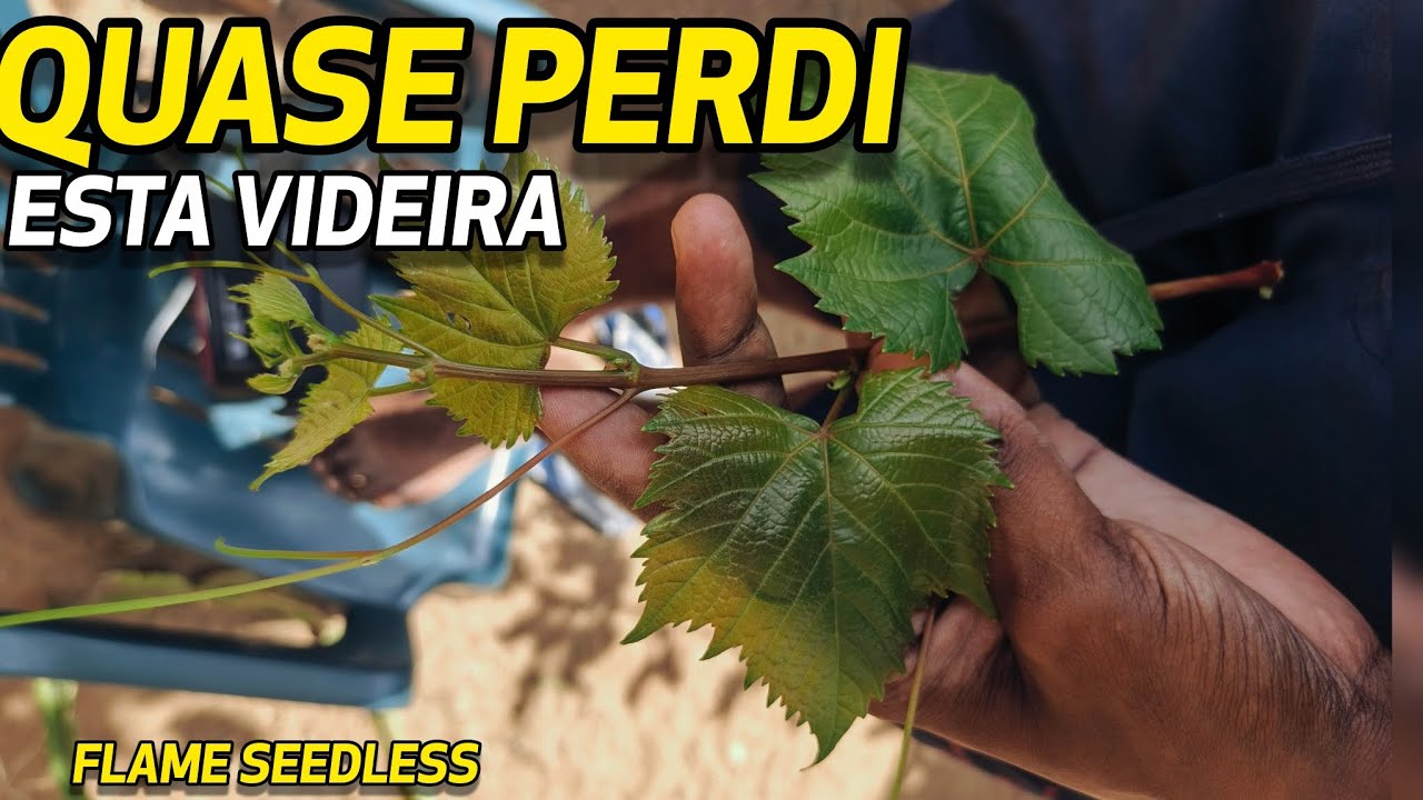 Estacas de emergência de videira Flame Seedless