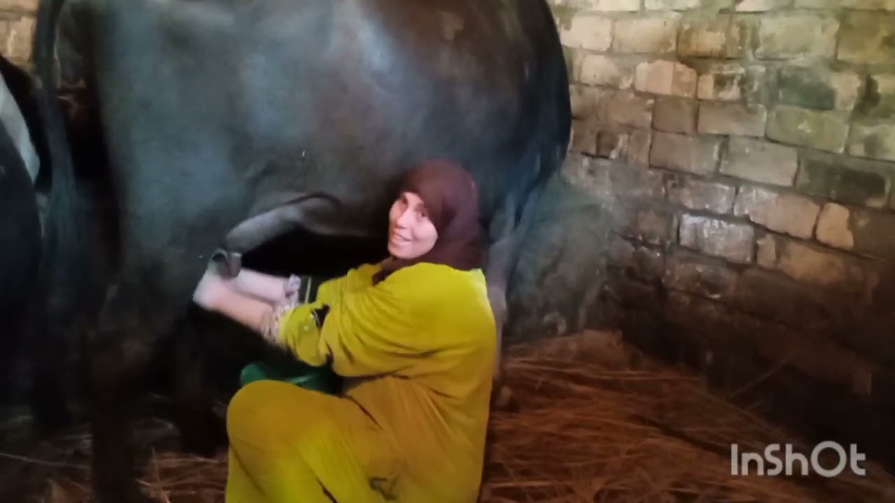 حلب الجاموسه بدون مونتاج ،المعركه اليوميه،🐃