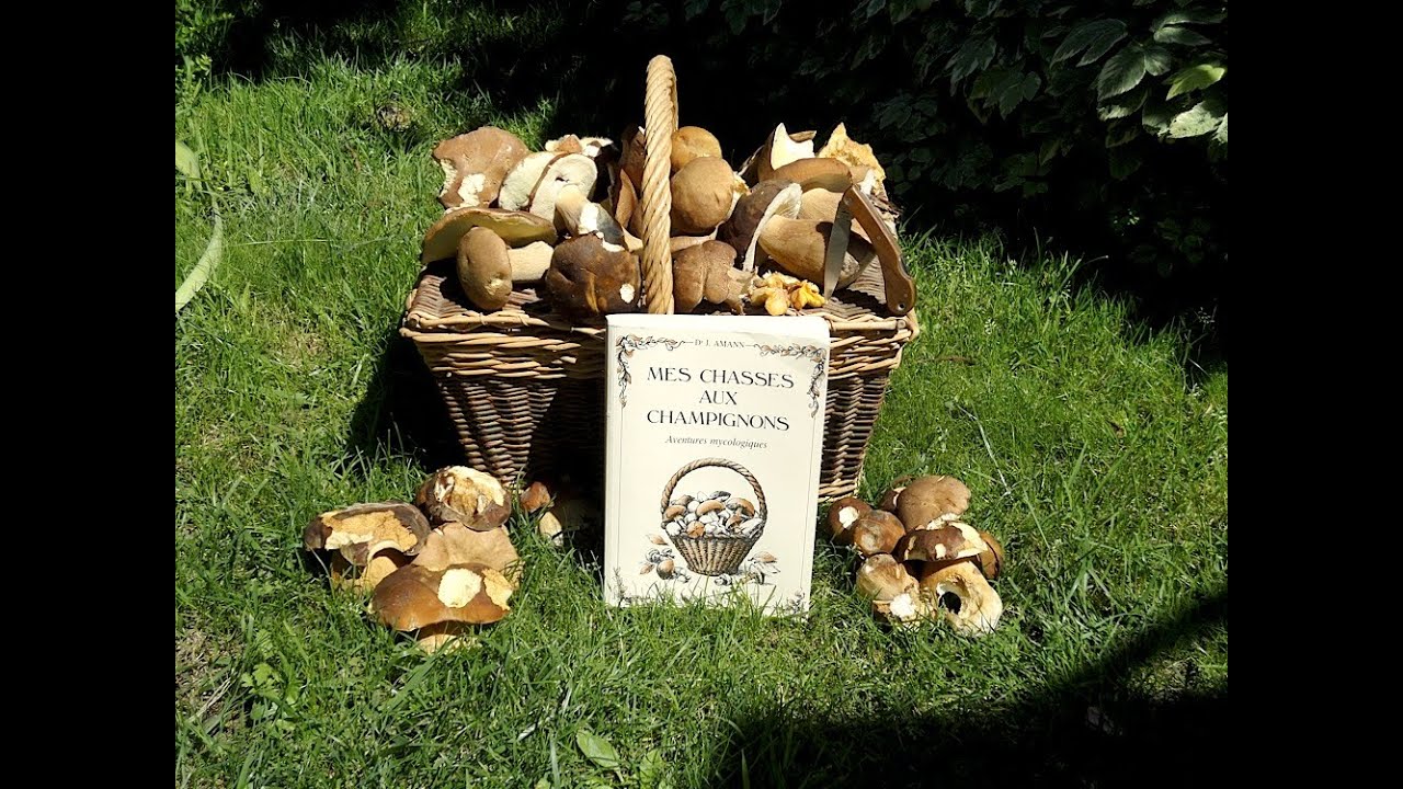 🍀 Mes chasses aux champignons