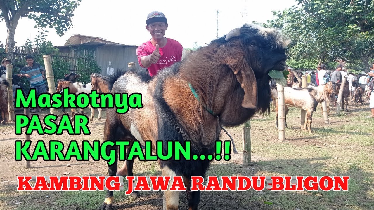 JANTAN JUMBO MASKOTNYA PASAR KARANGTALUN, KAMBING JAWA RANDU BLIGON