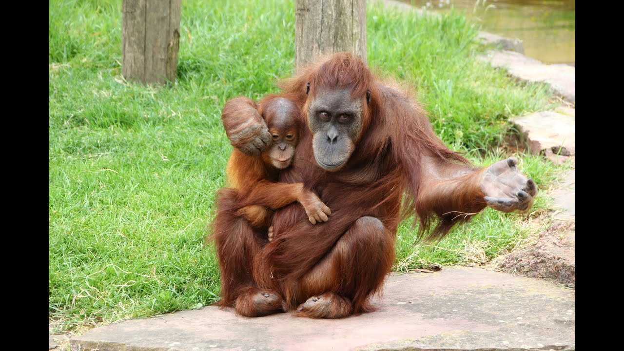 zoo de la Boissière du Doré
