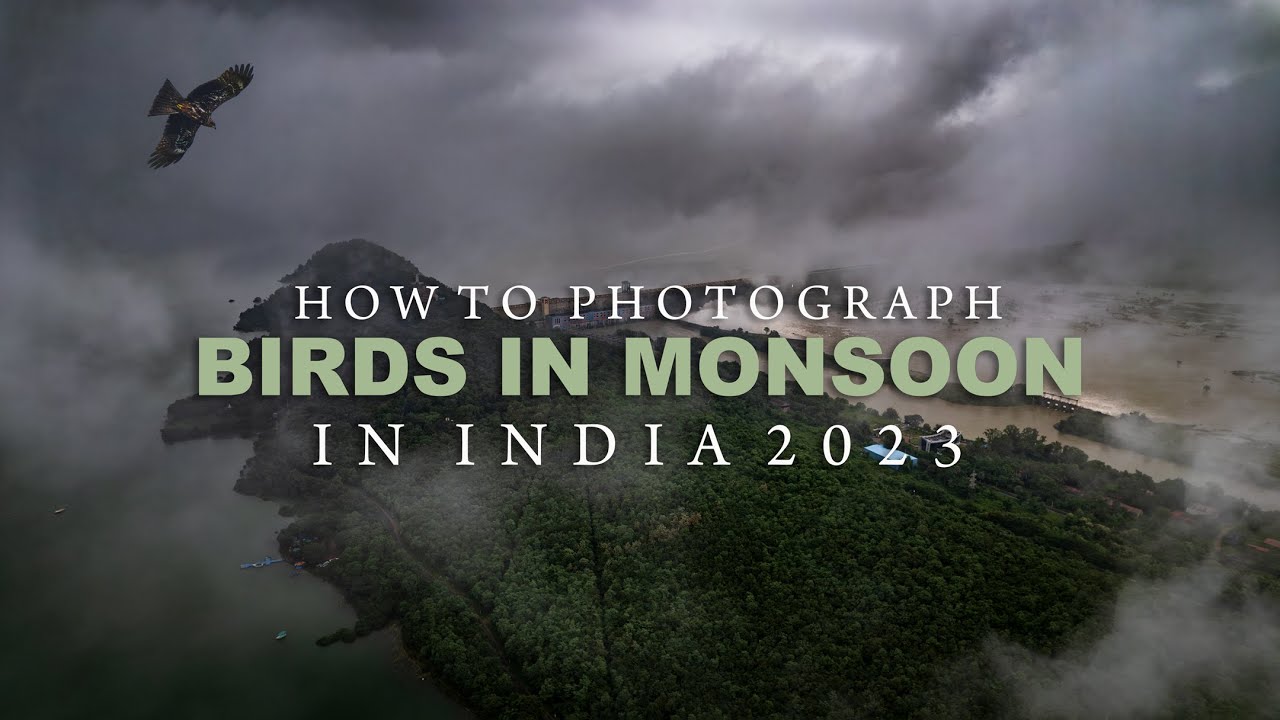 How To Photograph Birds In Monsoon In India