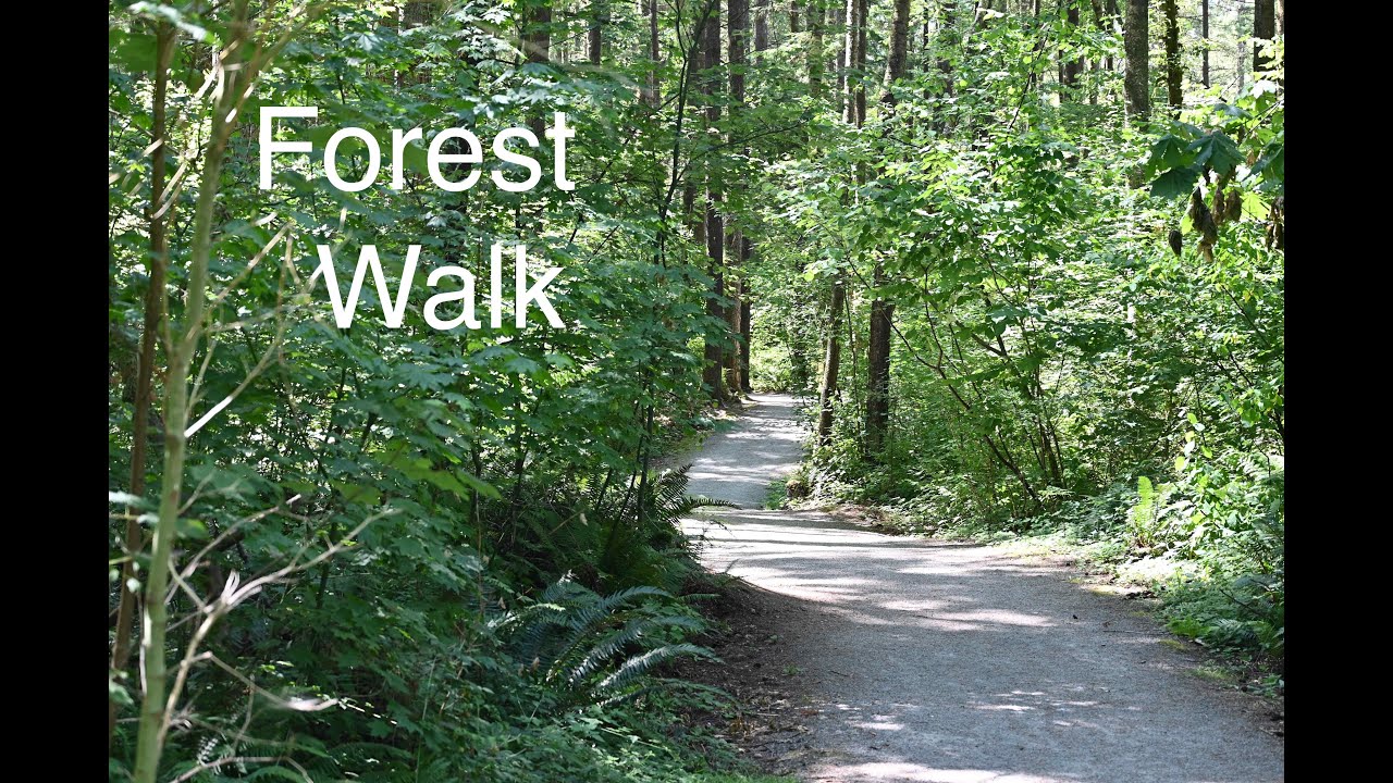 Nature's Healing Embrace: The Restorative Power of Forest Immersion   4K