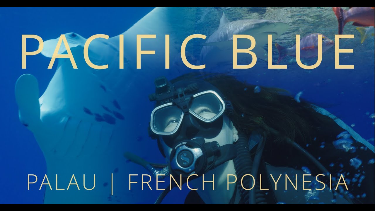 Palau & French Polynesia 4K Underwater Exploration | Scuba Diving & Ocean Wildlife – Pacific Blue