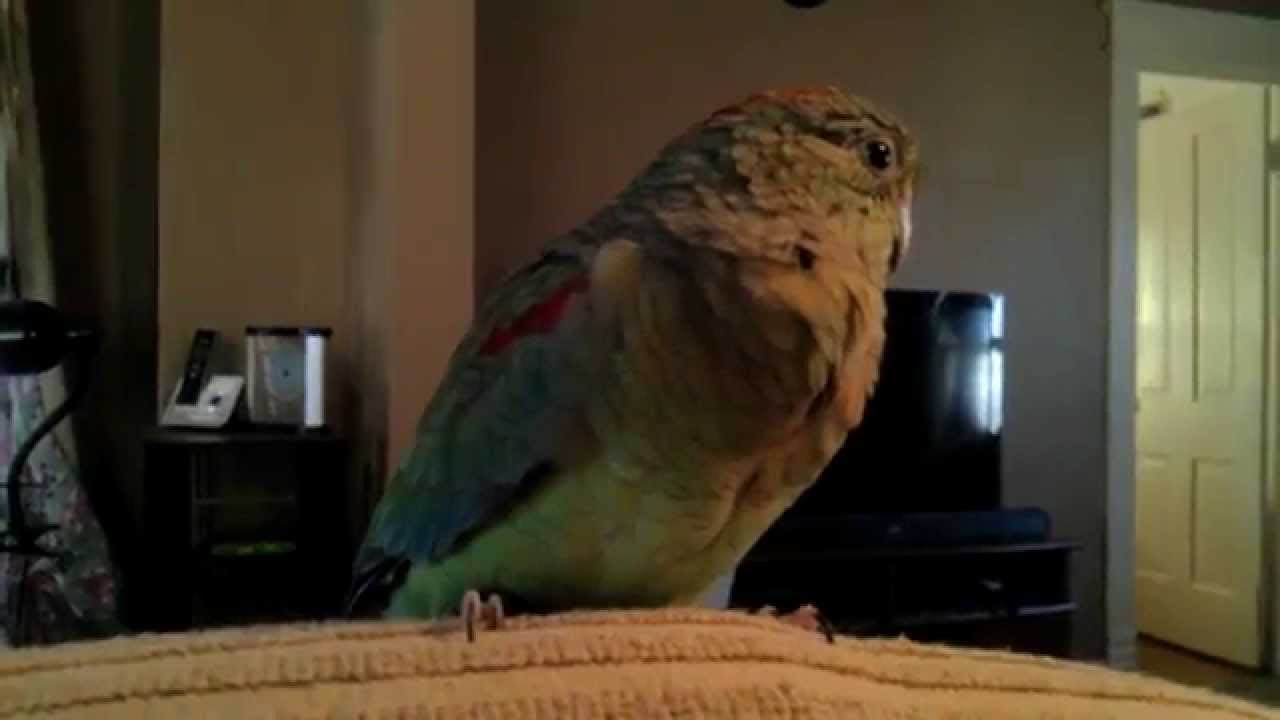 Khaleesi the Mulga Parrot