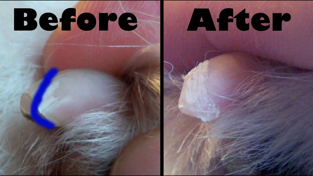 The best way to cut your dog's nails - dog training grooming