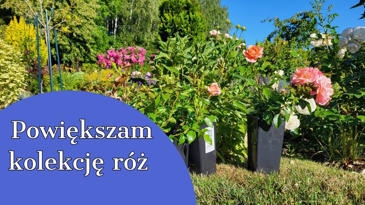 POWIĘKSZAM KOLEKCJĘ RÓŻ 🌹 DLACZEGO PRZENOSZĘ RÓŻE NA NOWE MIEJSCA 🦋🐞🐧
