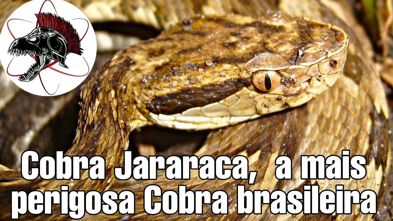 Cobra Jararaca, a mais perigosa Cobra brasileira | Bi&oacute;logo Henrique o Bi&oacute;logo das Cobras