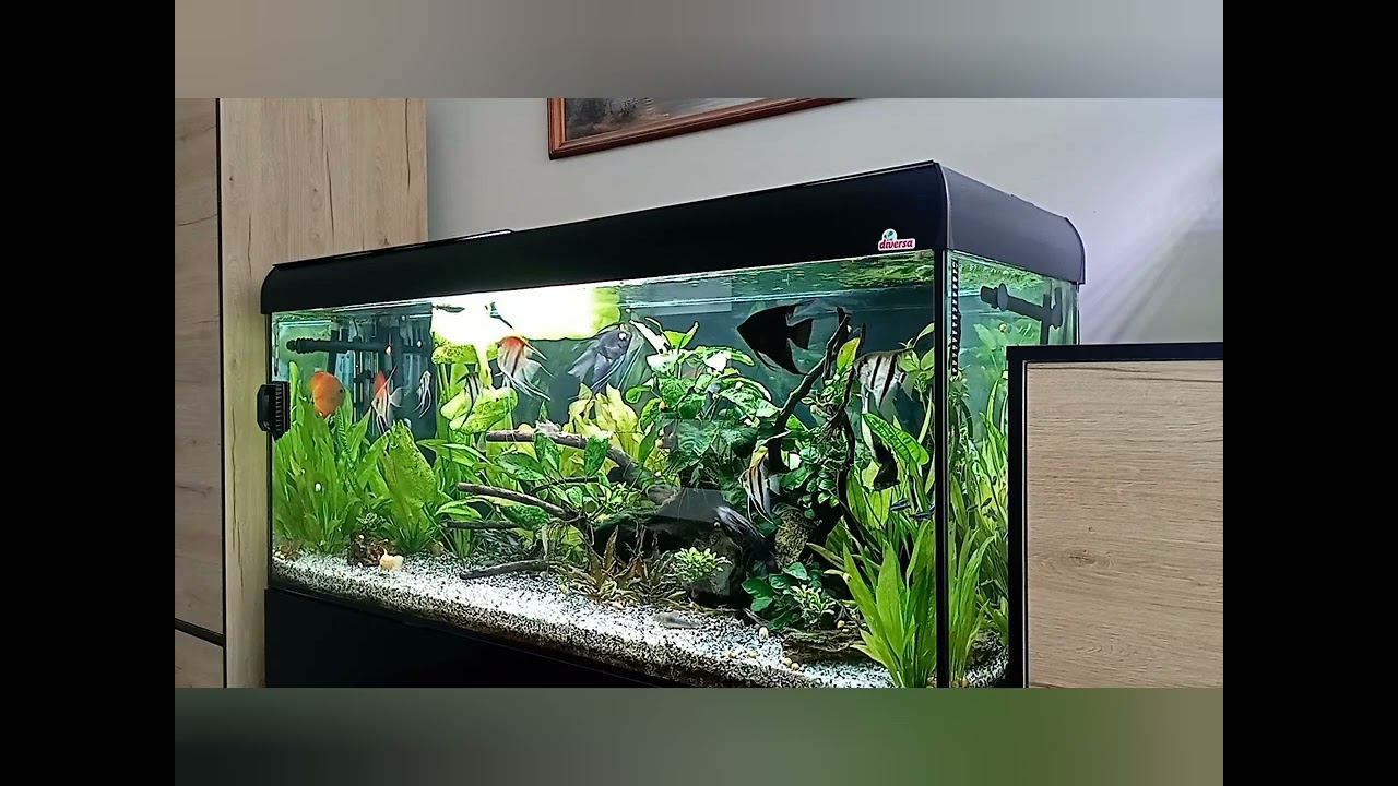 Jak zaczęła się moja przygoda z Akwarystyką.