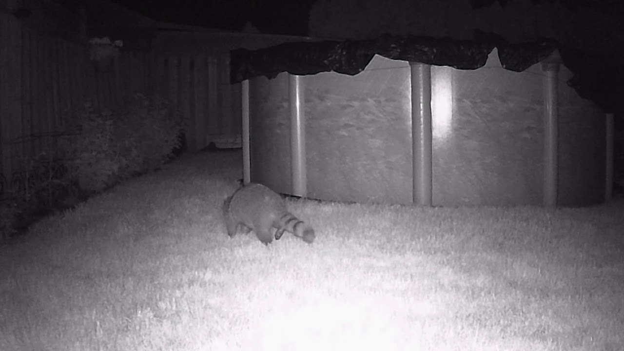 Backyard Wildlife | Trail Camera