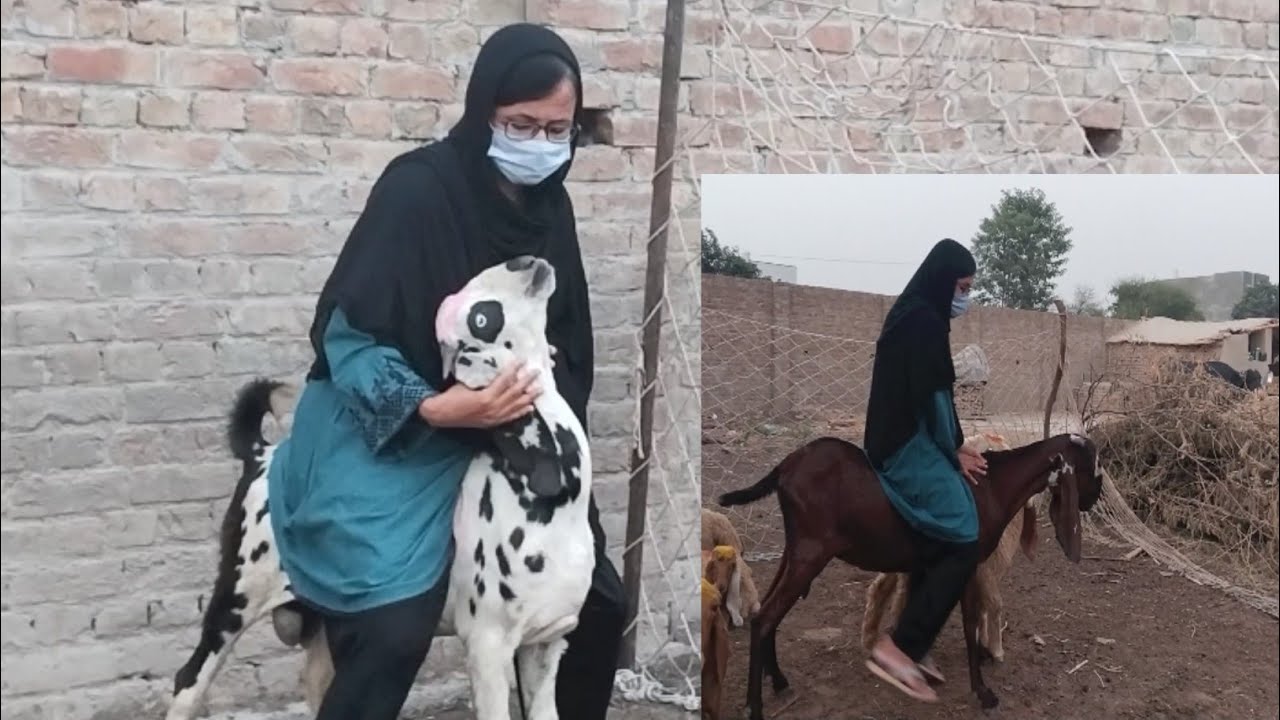 Requested Full Weight Goat Riding ll Goat Riding ll rj imrana
