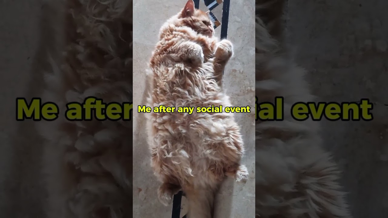 Introvert mode: Activated  #cat #petlovers #catlovers #introvertlife