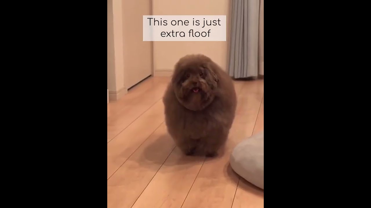 Dog of the day  #cuteanimalsdaily #cuteanimals #babyanimals #kawaiianimals
