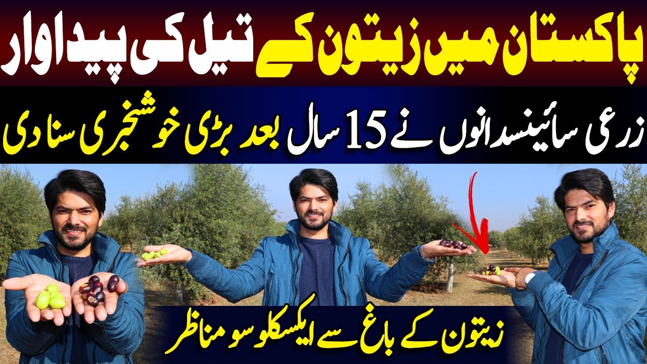 Pakistan Starts Its Own Olive Oil Production, A Step Forward In Self Reliance. Detail By Abdul Qadir