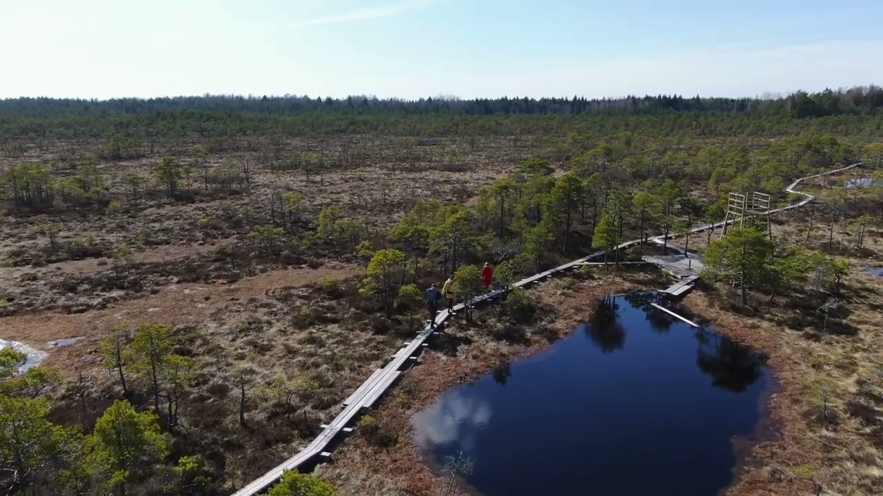 Seli bog in Estonia