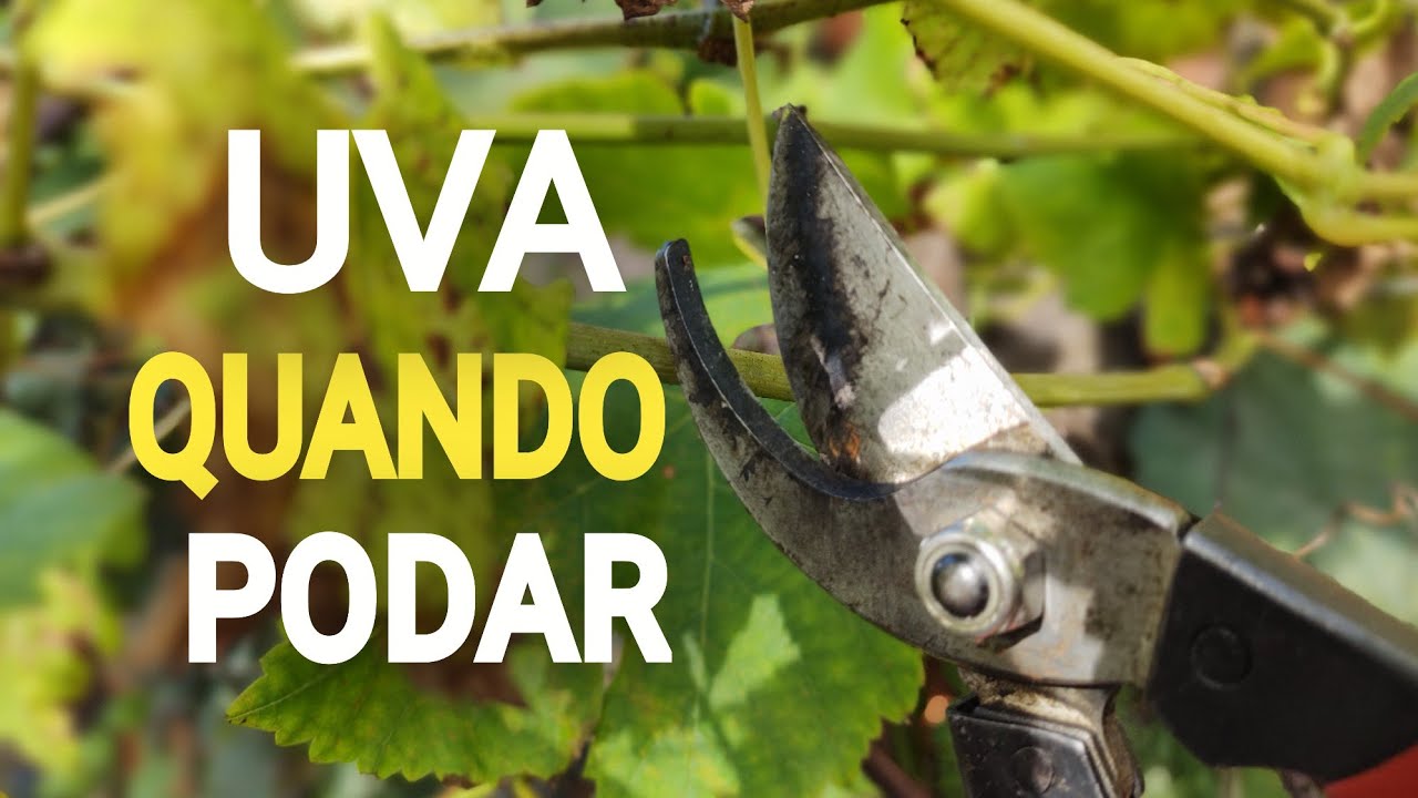 UVA Veja Quando Fazer a Poda em cada REGI&Atilde;O