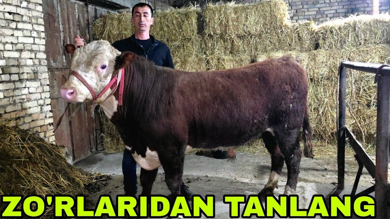 Nematjonga yangi partiya buqalarni kachoklari keldi 5-mart, 2026