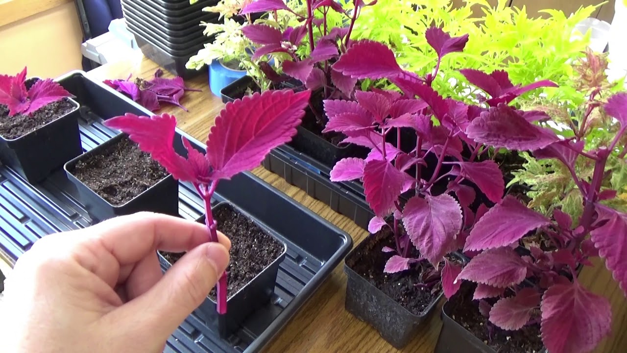 Taking Coleus cuttings & Update on Coleus cuttings taken in November