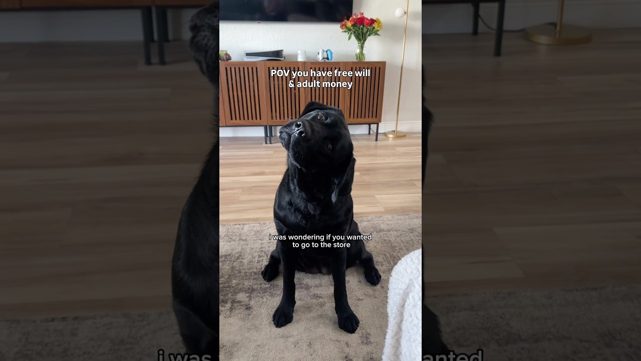 just two girls who love to shop #dog #dogshorts #labrador #dogs #dogsofyoutube