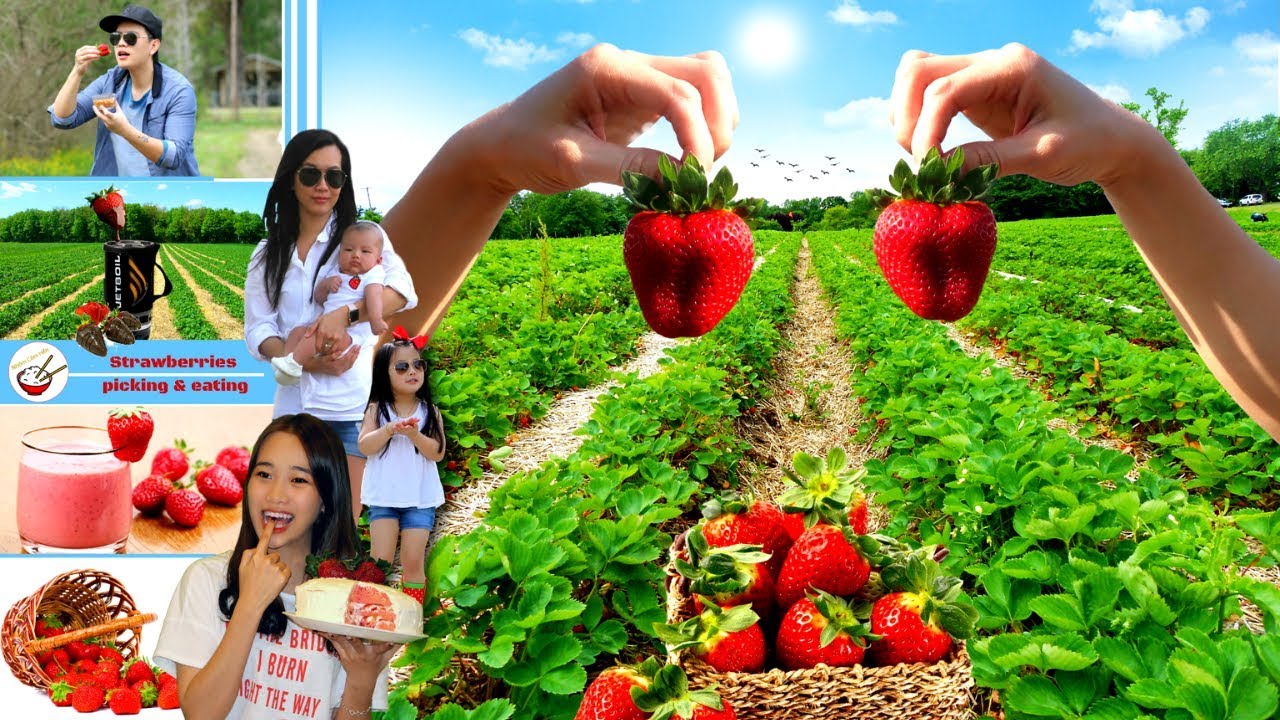 Đi Hái Và Bợ Dâu Tây “Đủ Kiểu” | Mùa Dâu Tây 2019 ở Louisiana, Mỹ