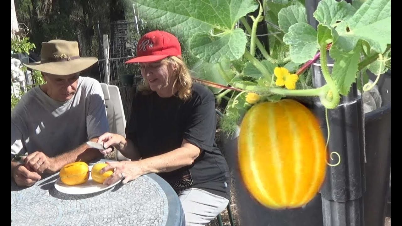 Growing Korean Melons Oriental Melon Container Plant Harvesting Fruit