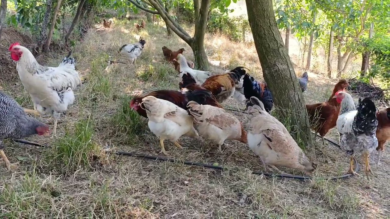 KÖY CİVCİVLERİNİ YENİ KÜMESE ALDIK 