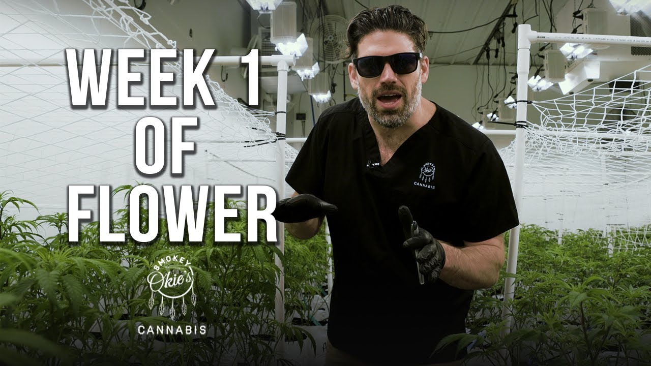 Week 1 of the Cannabis Flowering Period | Week-by-Week Guide with Smokey Okies