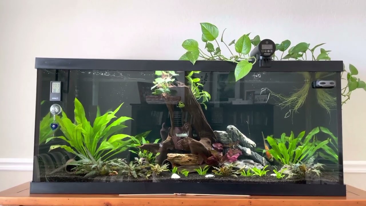 75 gallon community aquarium Long LuLu the Angel Fish.